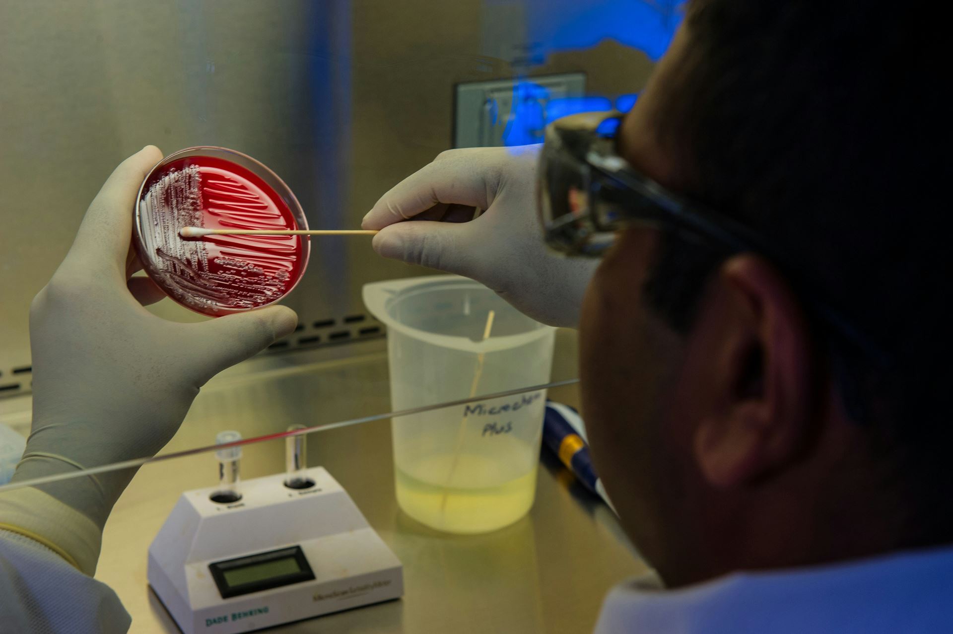 A person wearing gloves holding a petri dish and swabbing it in a laboratory